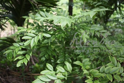 黄花梨树树叶实拍越南黄花梨树叶大果紫檀缅甸花梨木树叶实拍小叶紫檀