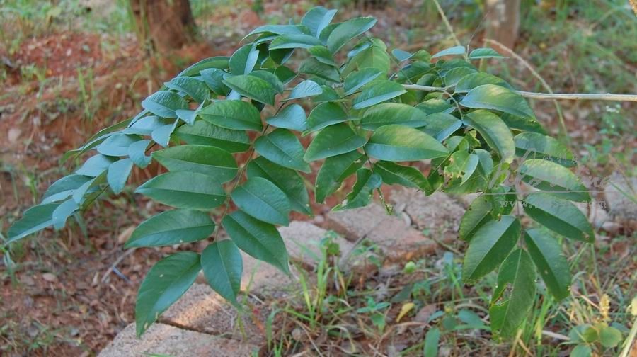 黄花梨树 树叶实拍 越南黄花梨树叶 大果紫檀(缅甸花梨木)树叶实拍